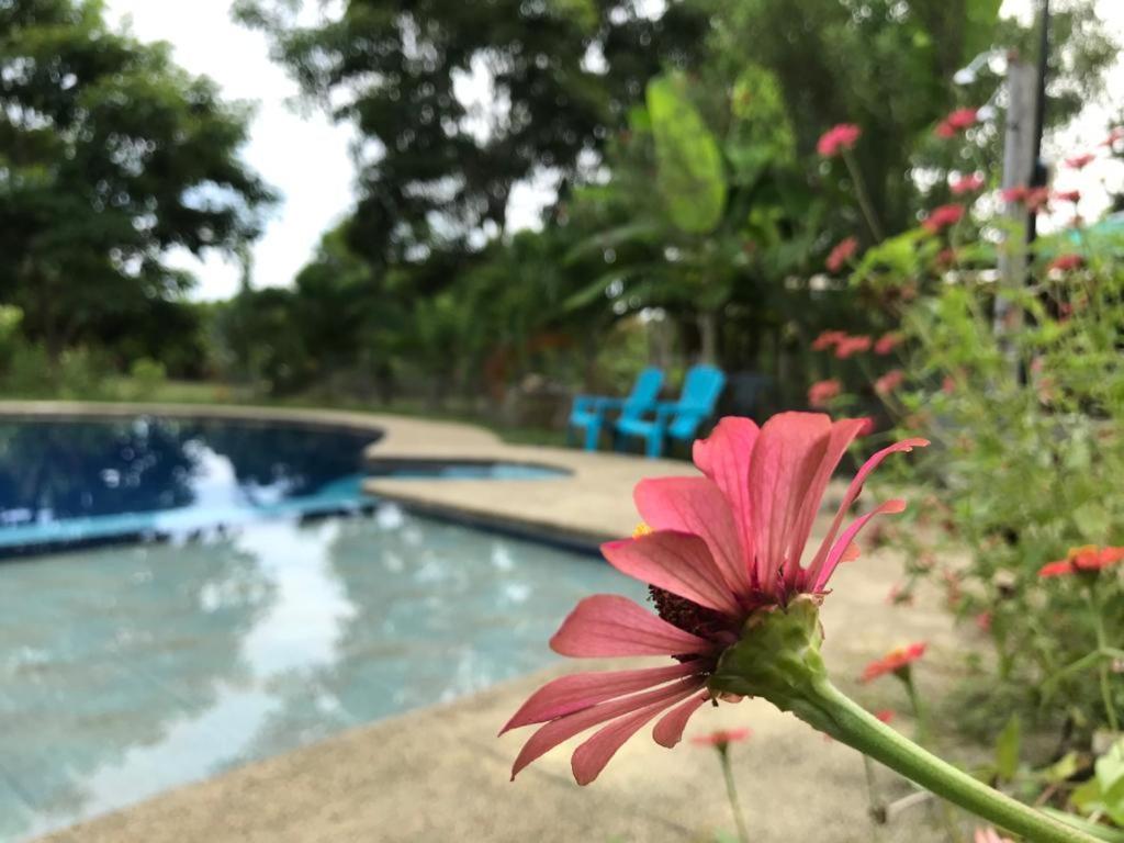 Quinta El Mamey Hotel Río Verde Eksteriør billede
